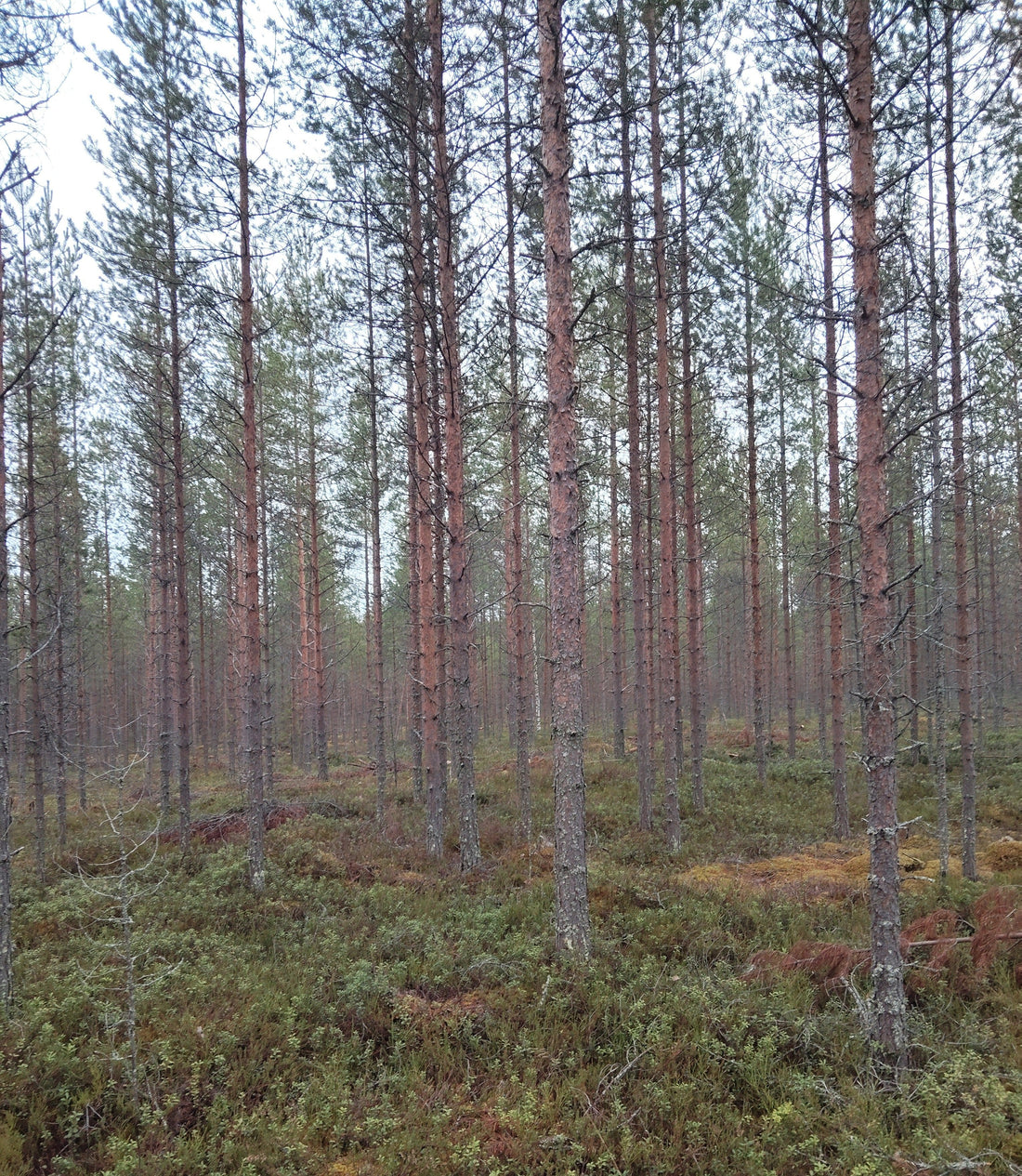 Metsä on maailman paras hiilinielu – Kuinka puut taistelevat ilmastonmuutosta vastaan?