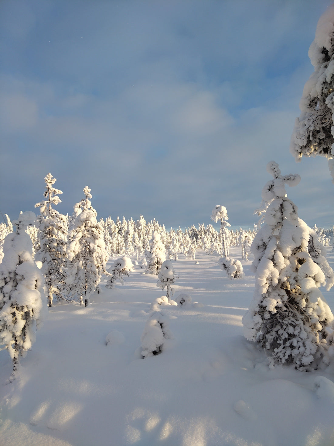 Anna lahja, joka kasvaa ja kantaa – Miksi suojeltu puu on paras ilmastoteko?