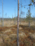 Lamminperä Forest lahjakortti