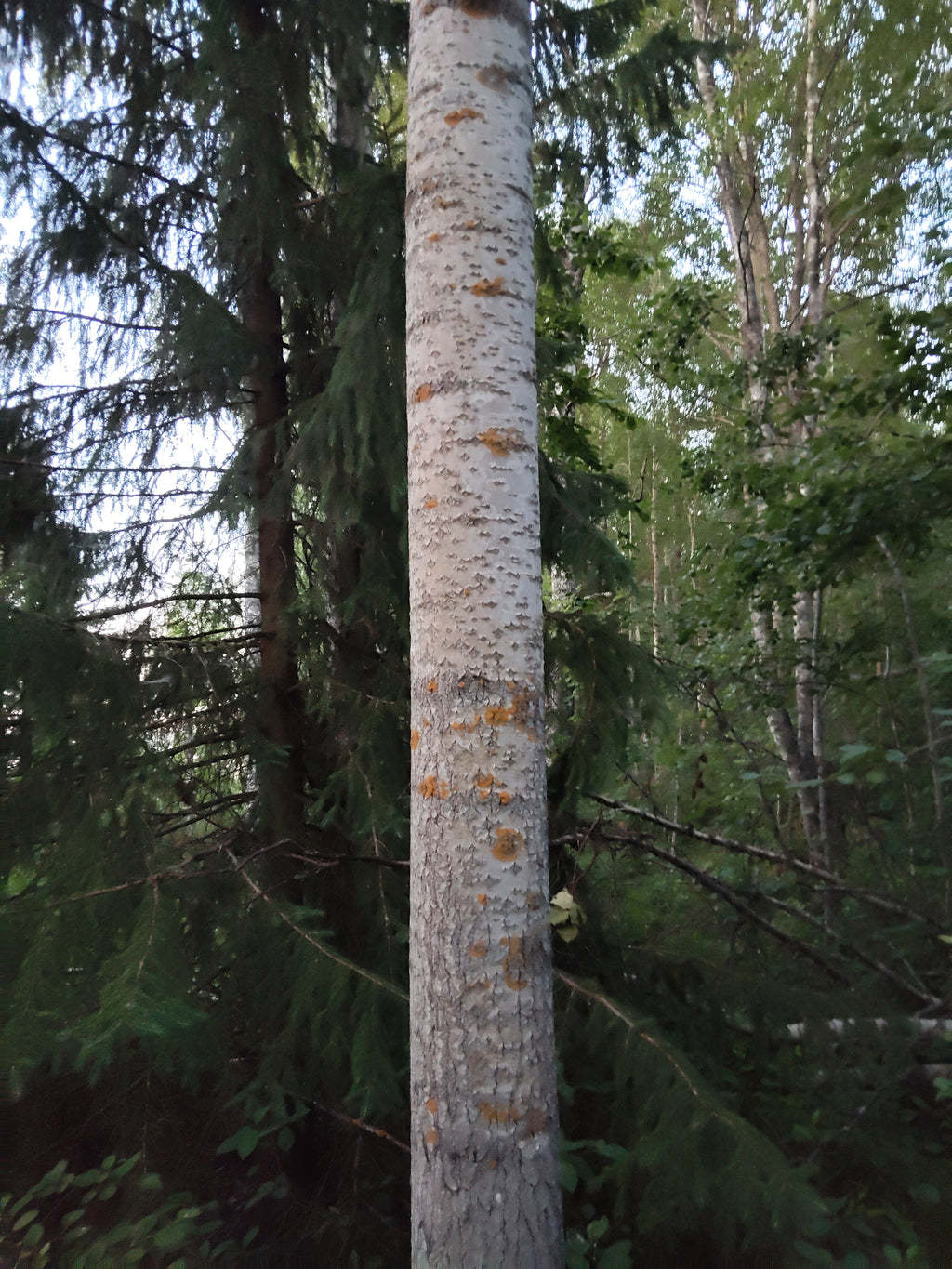 Suojeltu Haapa (Populus tremula)
