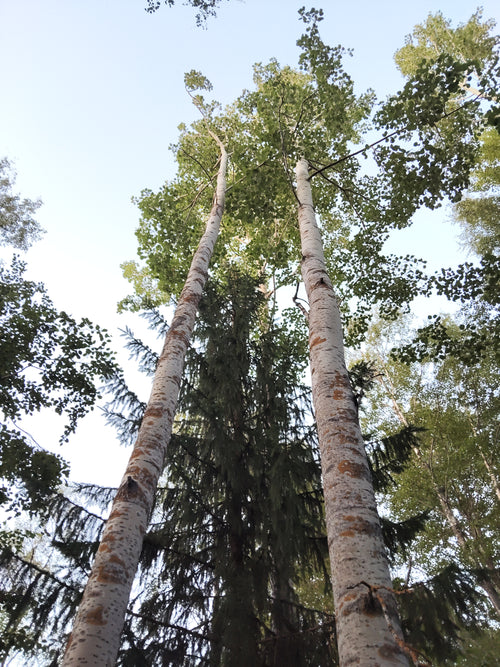 Suojeltu Haapa (Populus tremula)