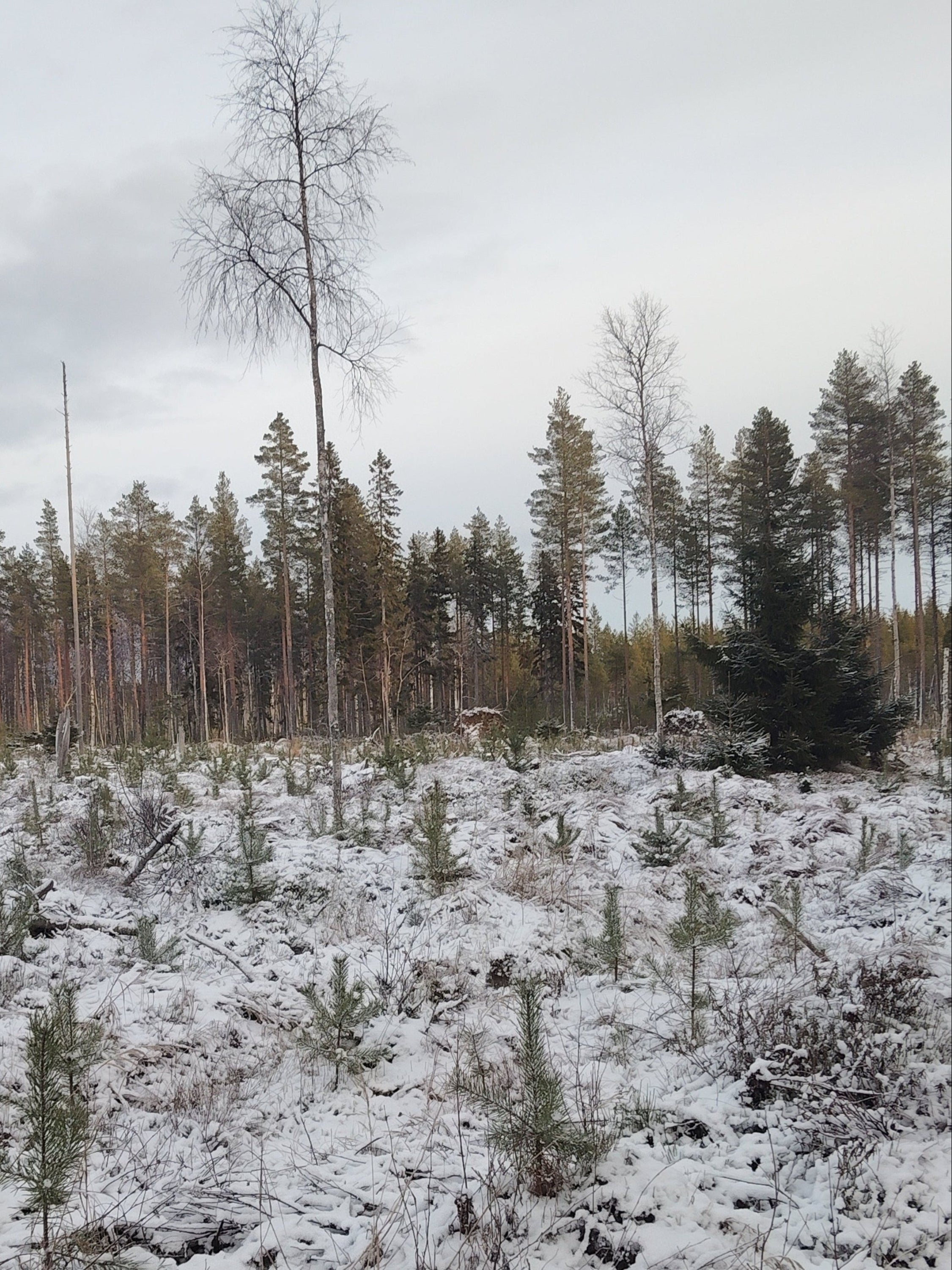 Tulevaisuuden kuusen taimi (Picea abies)