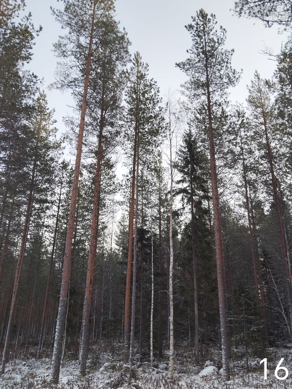 Suojeltu Mänty (Pinus sylvestris)