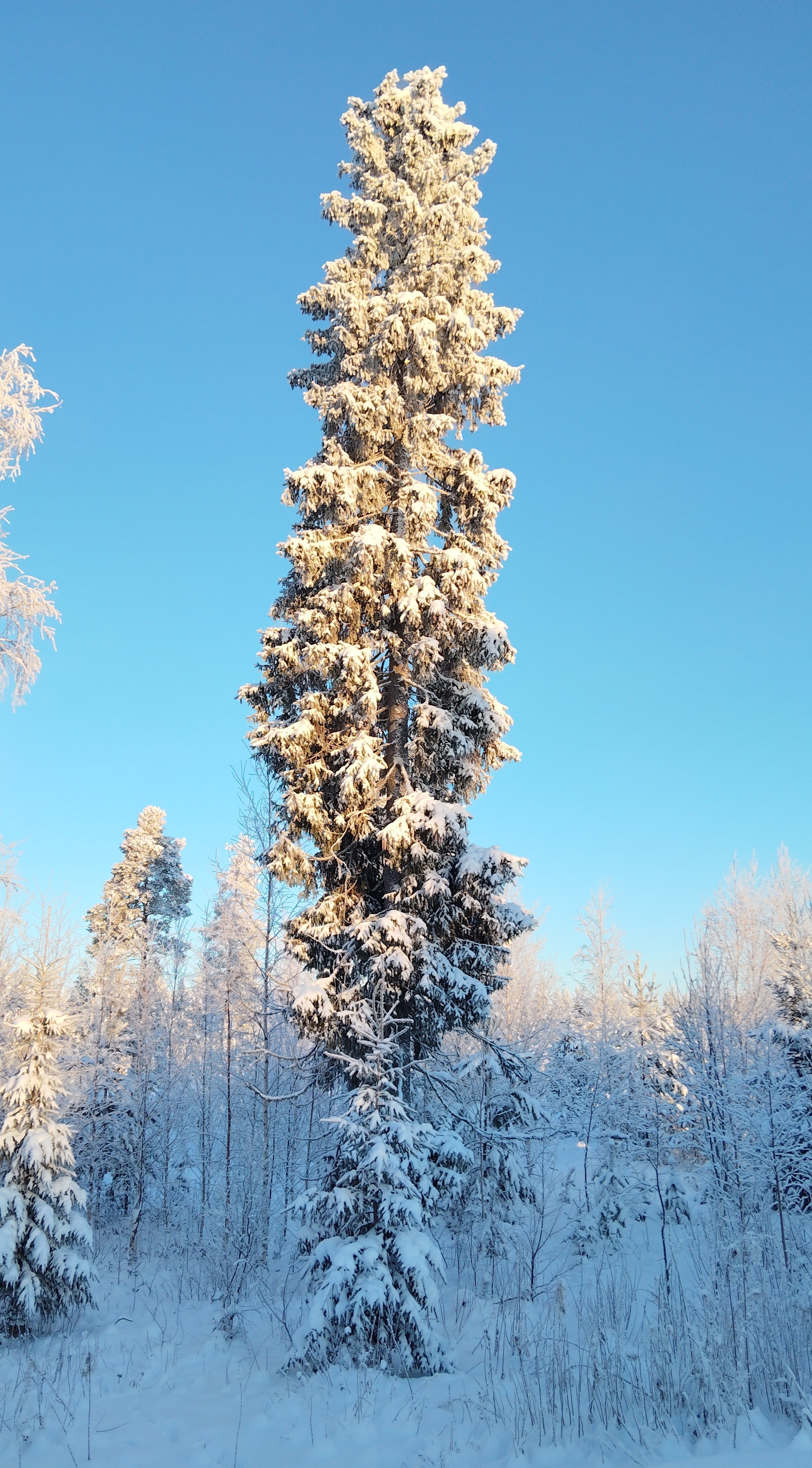 Suojeltu Kuusi (Picea abies)