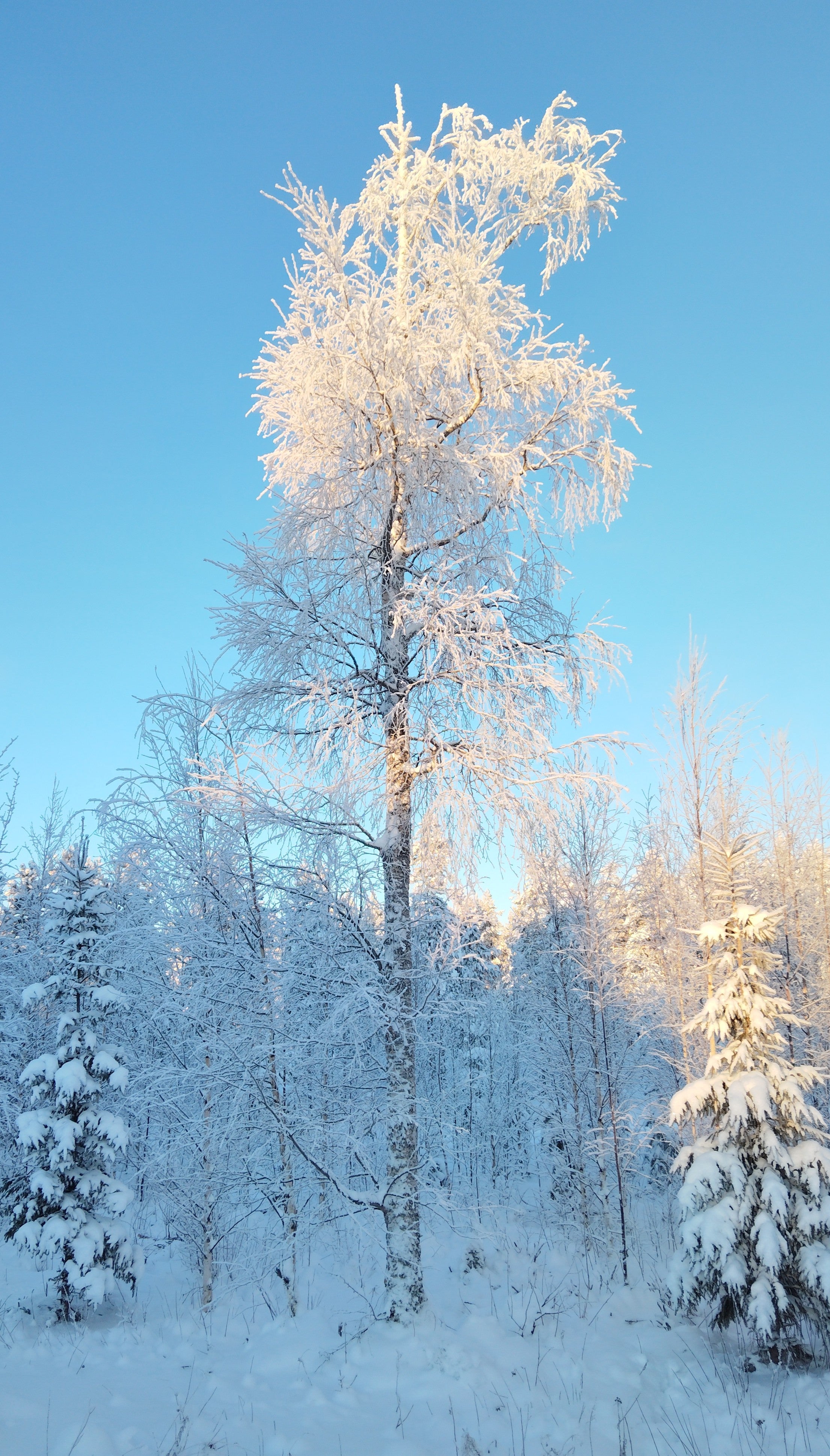 Suojeltu Koivu (Betula pendula & pubescens)