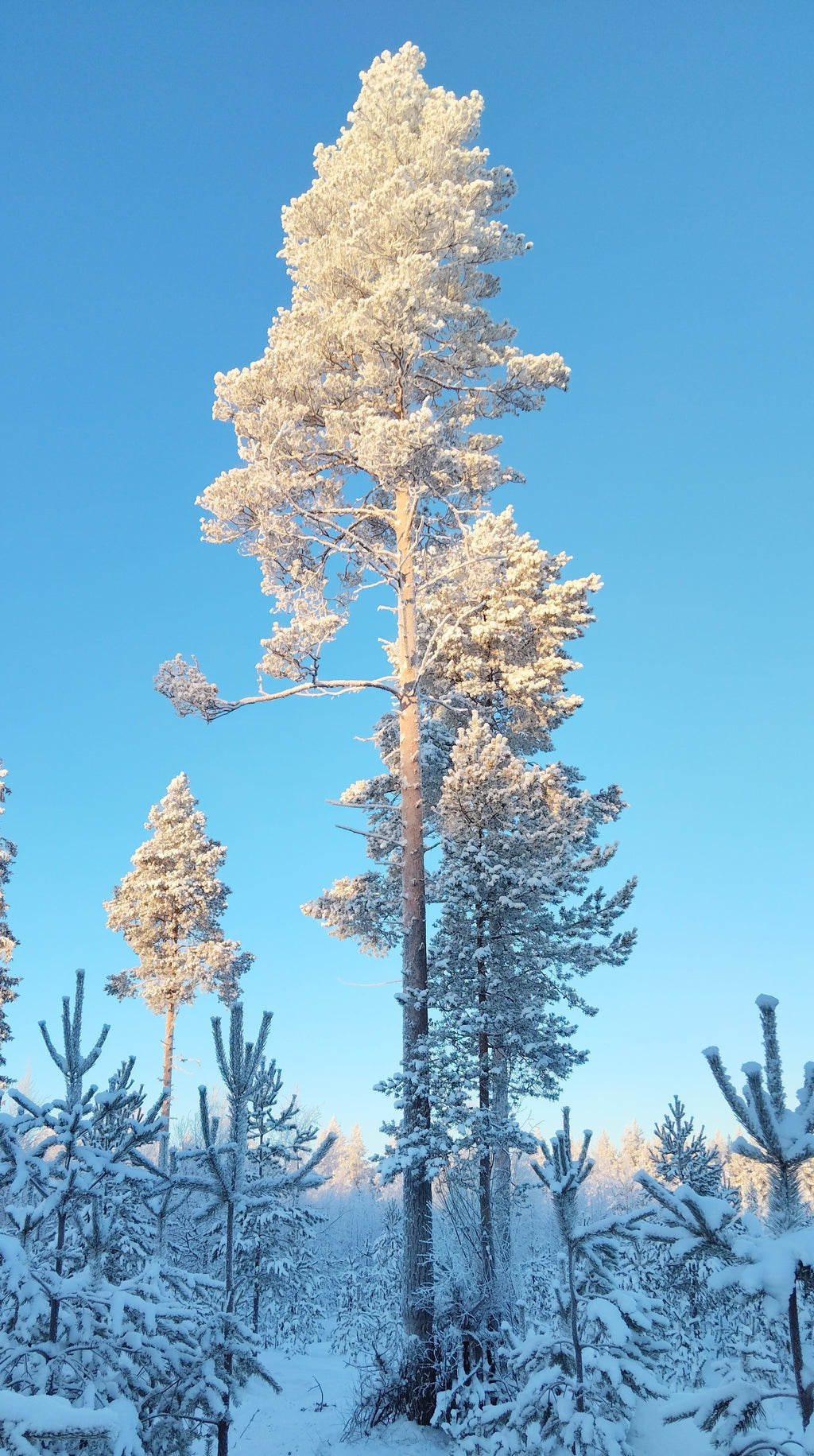 Suojeltu Mänty (Pinus sylvestris)